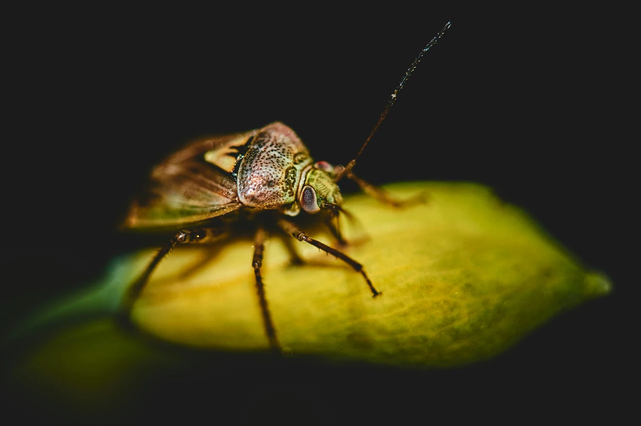 Se li vedi solo di notte devi preoccuparti: ecco gli insetti lucifughi che infestano la casa