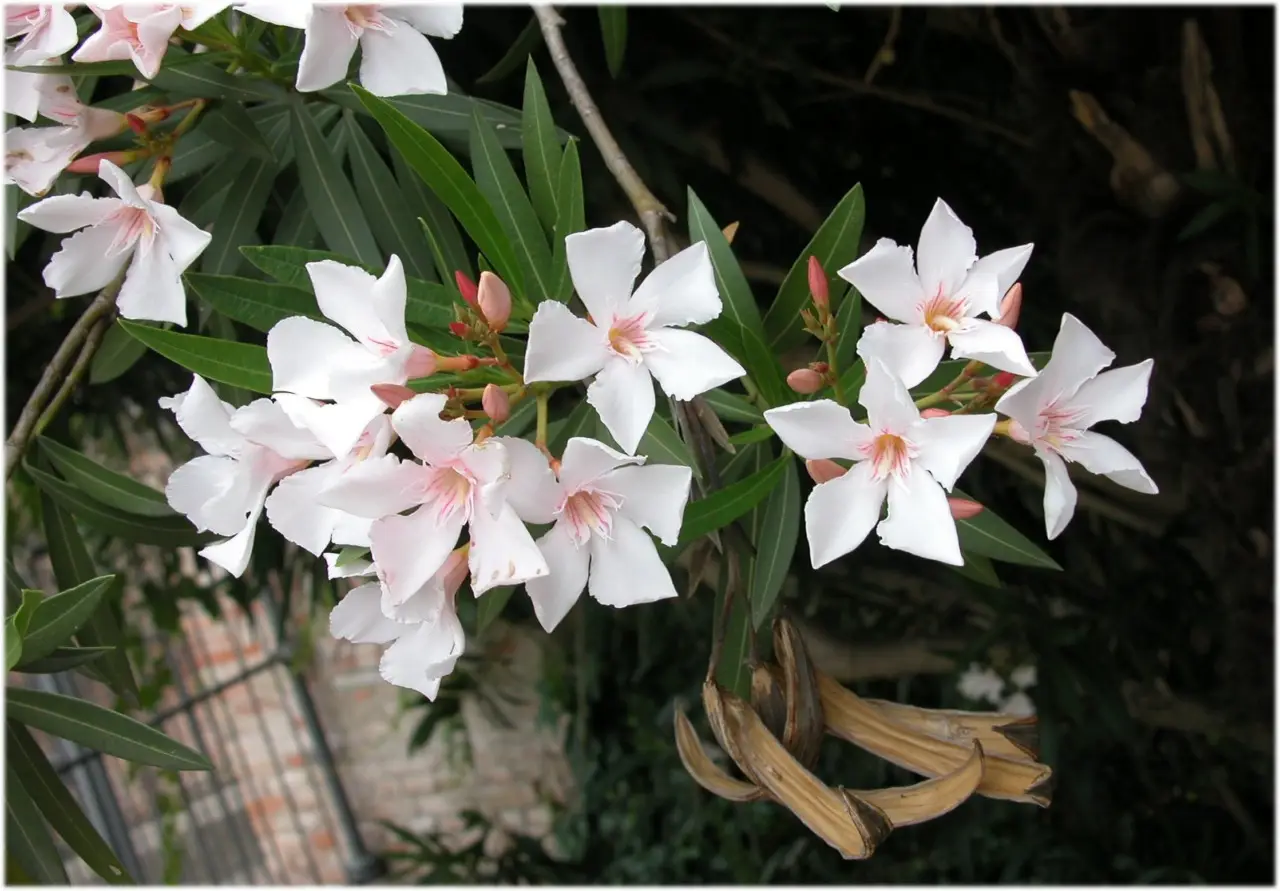 La pianta che fiorisce di notte e illumina il tuo giardino con un profumo intenso