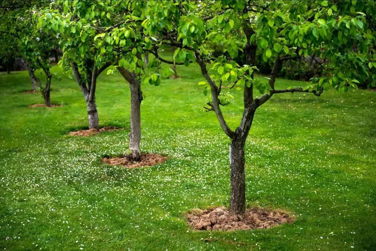 I migliori alberi per fare ombra in giardino: crescono velocissimi e non sporcano