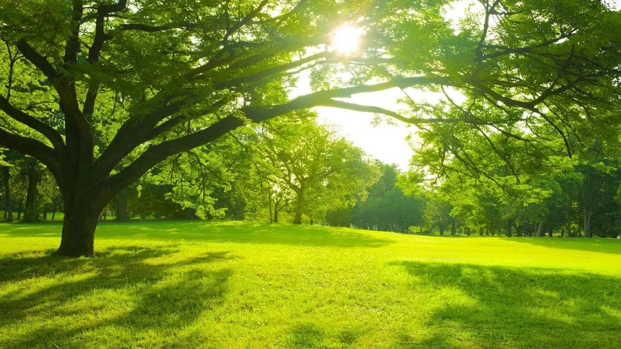 Immagina il parco perfetto: ecco chi lo progetta e cosa fa davvero un ingegnere paesaggistico