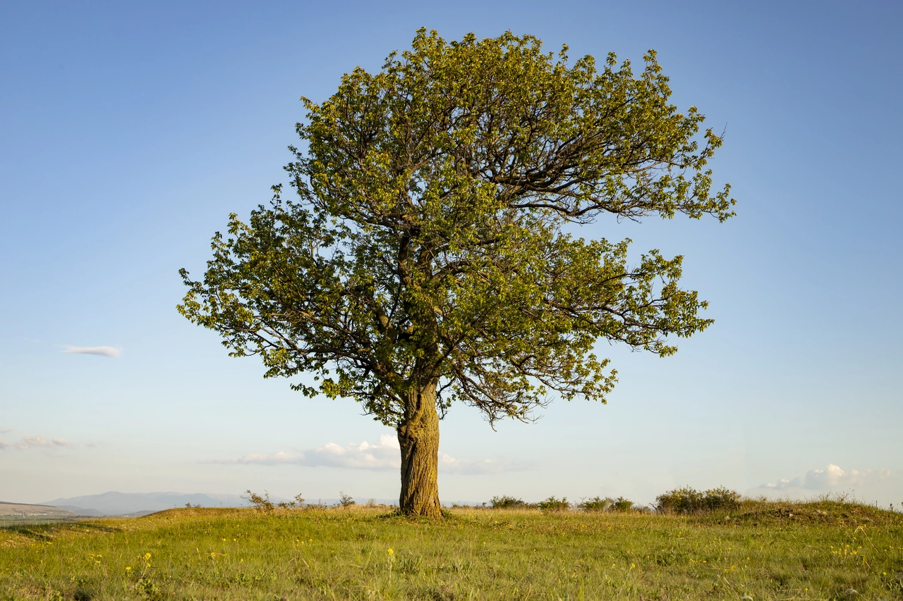 Non crederai all’aspetto di questo albero: ecco l’esemplare più strano del mondo